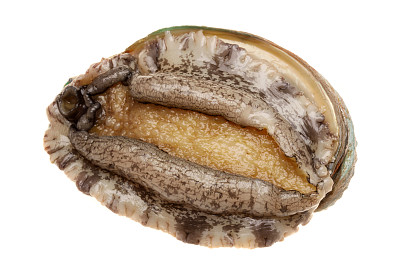 abalone