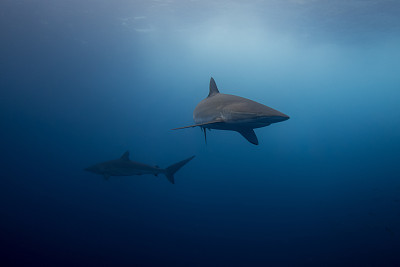 shark
