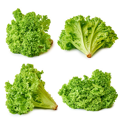 lactuca