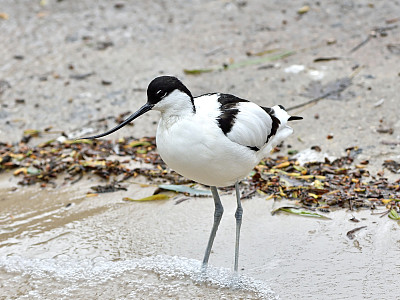 avocet