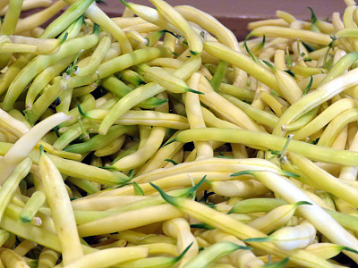黄荚种菜豆