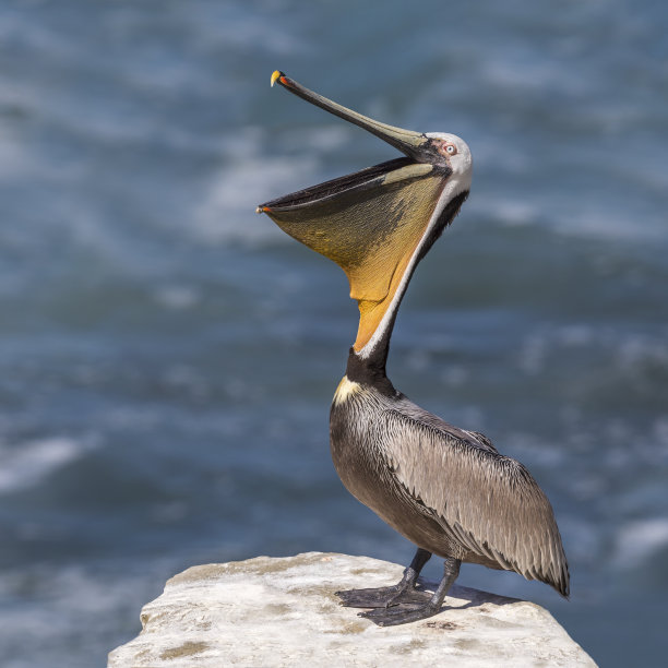 pelecanus