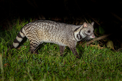 civet