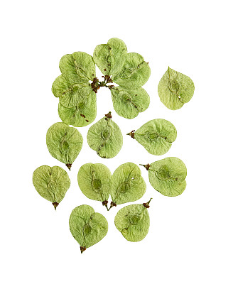 榆树花开