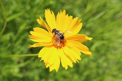 天人菊和蜜蜂