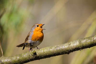 robin