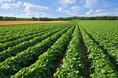potatoes