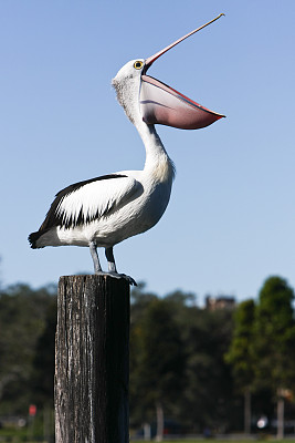 pelecanus