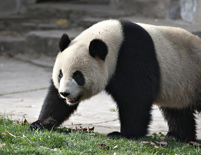 熊猫生活