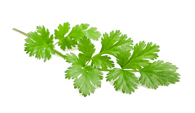cilantro