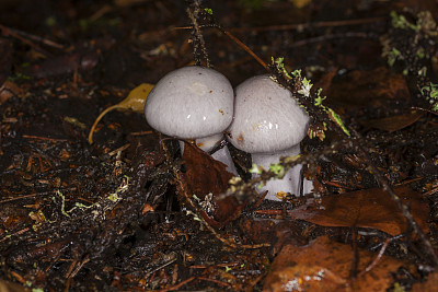 cortinarius