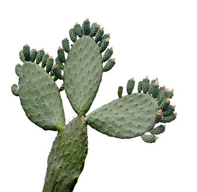 cacti