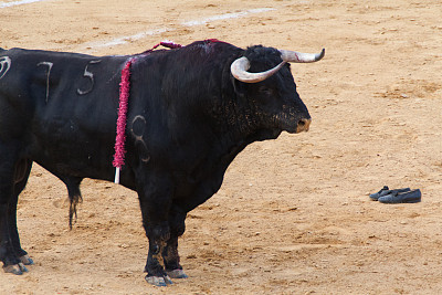 toro