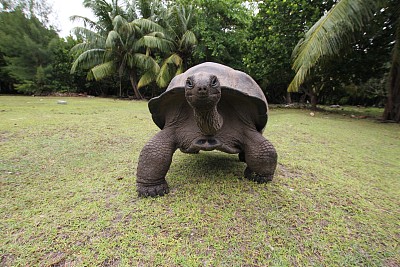巨型龟
