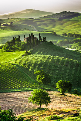 vineyard