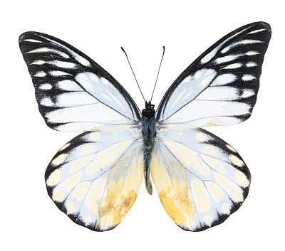 pieris