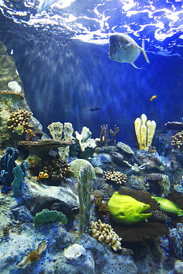 moray