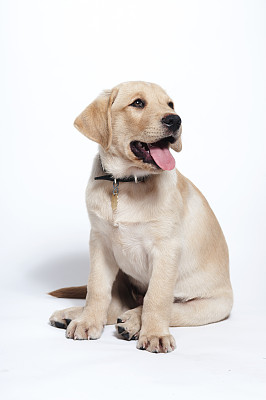 labrador
