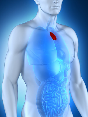 thymus