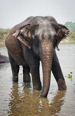 尼泊尔丛林大象