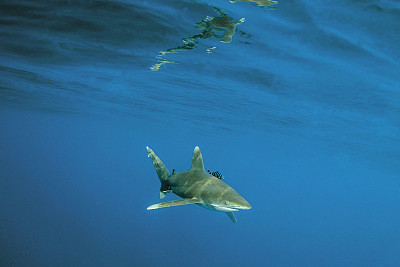 海洋白尖鲨