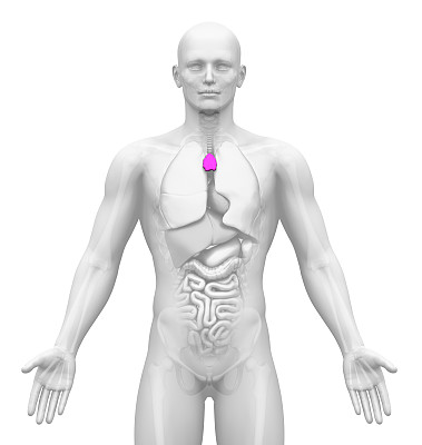 thymus