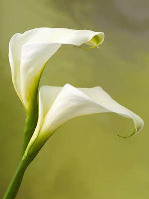 zantedeschia