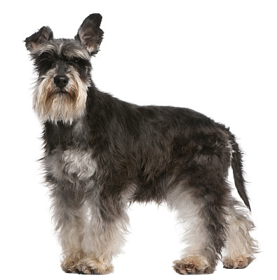 schnauzer