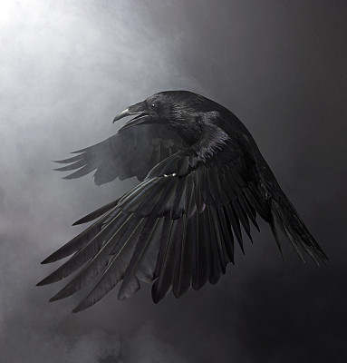 wings