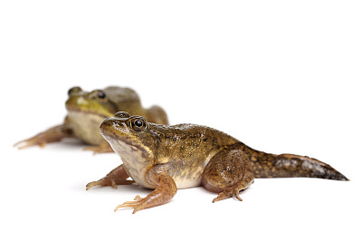 树蛙,欧洲林蛙,青蛙