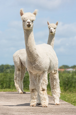 alpaca