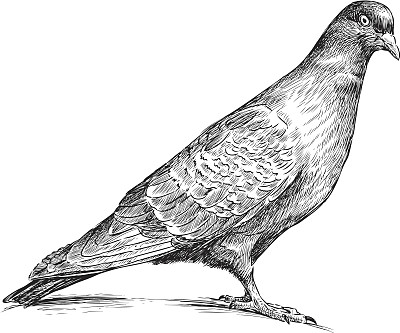 pigeon