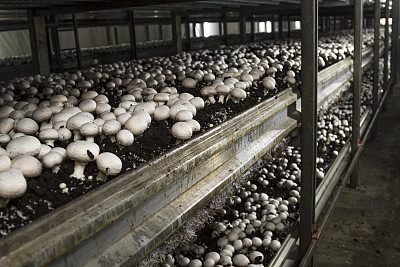 mushrooms