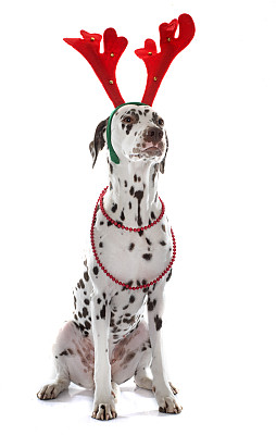 dalmatian