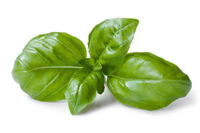 basil