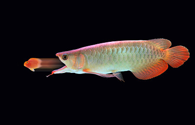 arowana