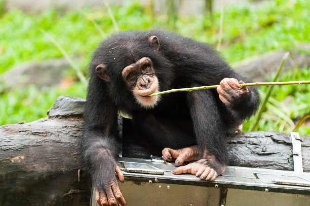 ape