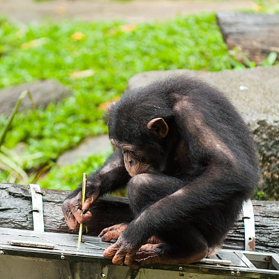 ape