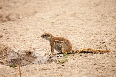 博茨瓦纳非洲松鼠