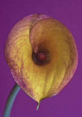 zantedeschia