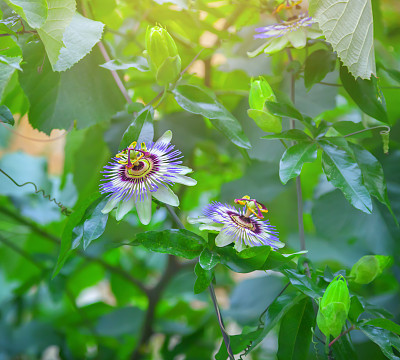 passiflora