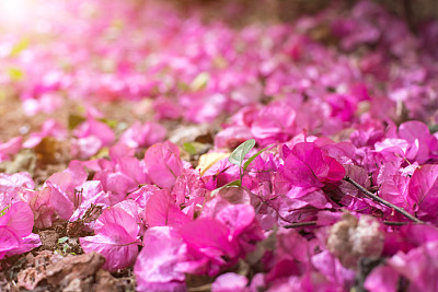 叶子花 光叶子花 苞花 花朵