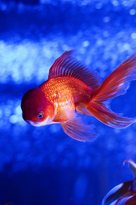 鱼缸红金鱼观赏鱼