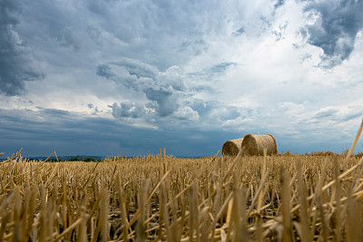 风雨后的麦地