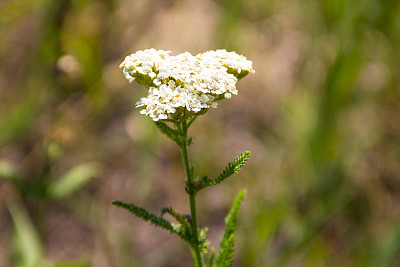 achillea