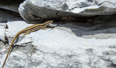reptilia
