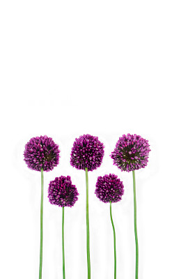 精美紫色绿色圆形花纹图案