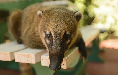 coatimundi