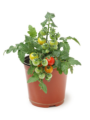 tomato