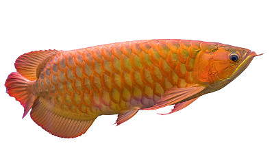 arowana